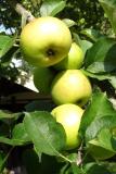 Appels plukken op Landgoed Bosch en Vaart