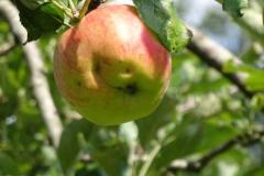 Appels plukken op Landgoed Bosch en Vaart