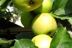 Appels plukken op Landgoed Bosch en Vaart