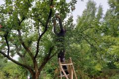 Appels plukken op Landgoed Bosch en Vaart