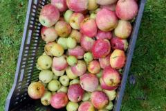 Appels plukken op Landgoed Bosch en Vaart